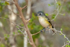 Blue-headed Vireo