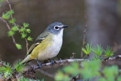 Blue-headed Vireo