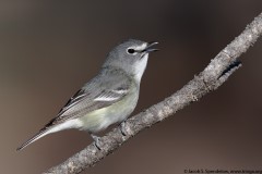 Plumbeous Vireo