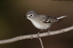 Plumbeous Vireo