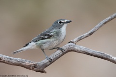 Plumbeous Vireo