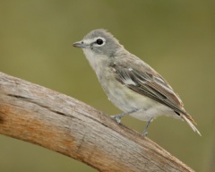 Plumbeous Vireo