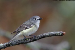 Cassin's Vireo