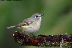 Cassin's Vireo