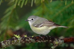 Cassin's Vireo