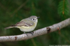 Cassin's Vireo