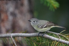 Cassin's Vireo