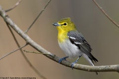 Yellow-throated Vireo