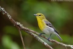 Yellow-throated Vireo