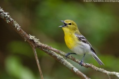 Yellow-throated Vireo