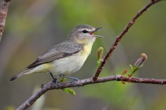 Philadelphia Vireo