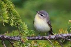 Philadelphia Vireo