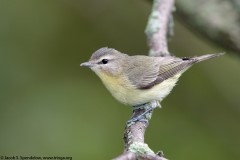 Philadelphia Vireo