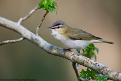 Red-eyed Vireo