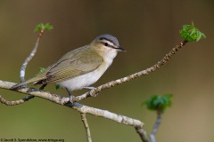 Red-eyed Vireo