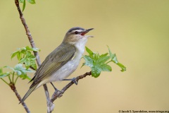 Red-eyed Vireo