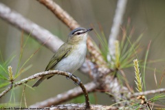 Red-eyed Vireo