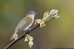 Red-eyed Vireo