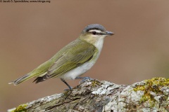 Red-eyed Vireo