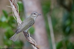 Black-whiskered Vireo
