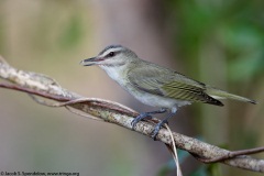 Black-whiskered Vireo