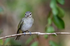 Black-whiskered Vireo