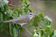 Black-whiskered Vireo