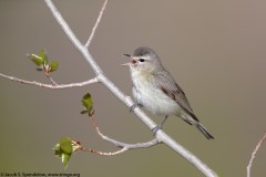 Warbling Vireo