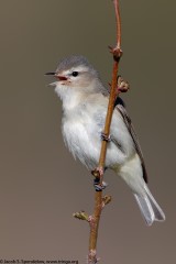 Warbling Vireo