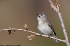 Warbling Vireo