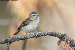 Warbling Vireo