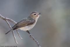 Warbling Vireo