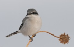 Loggerhead Shrike