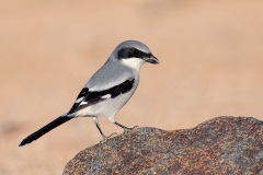 Loggerhead Shrike