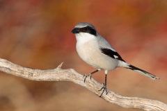 Loggerhead Shrike