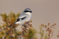 Loggerhead Shrike