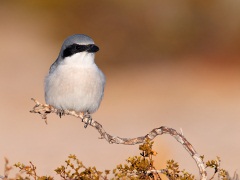 Loggerhead Shrike