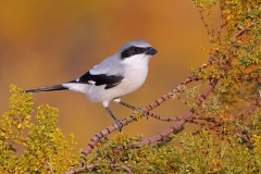 Loggerhead Shrike