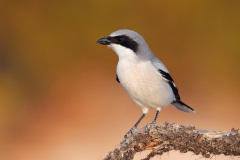 Loggerhead Shrike