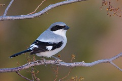 Loggerhead Shrike