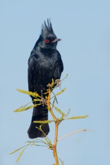 Phainopepla