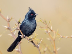 Phainopepla