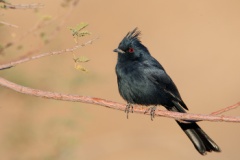 Phainopepla