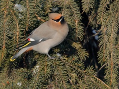 Bohemian Waxwing