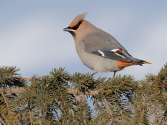 Bohemian Waxwing