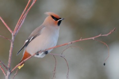 Bohemian Waxwing