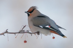 Bohemian Waxwing