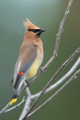 Cedar Waxwing