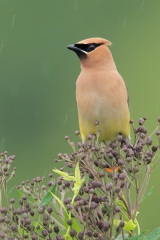 Cedar Waxwing