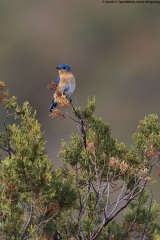 Eastern Bluebird